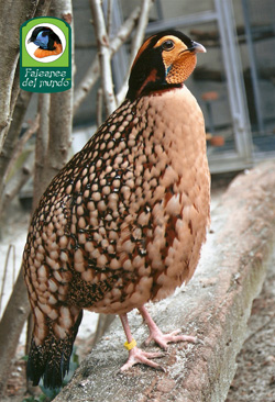 Tragopan Cabot (tragopan Caboti)