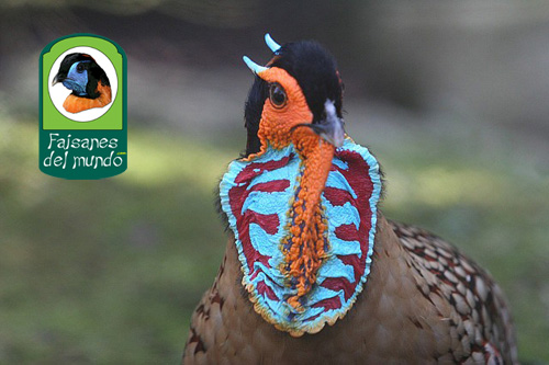 Tragopan Cabot (Tragopan caboti)
