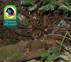 Tragopan Cabot (tragopan cabotii)