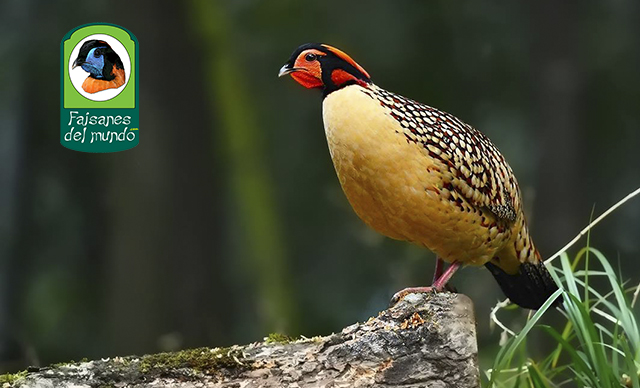 tragopan Cabot (Tragopan caboti guangxiensis)