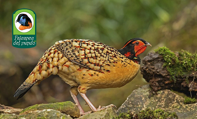 tragopan Cabot (Tragopan caboti guangxiensis)