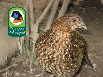 Tragopan Cabot (tragopan Caboti)