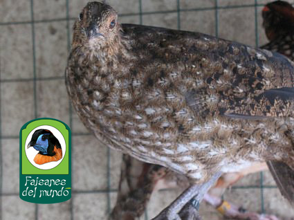 Tragopan Cabot (tragopan Caboti)