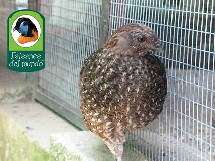 Tragopan Cabot (tragopan Caboti)