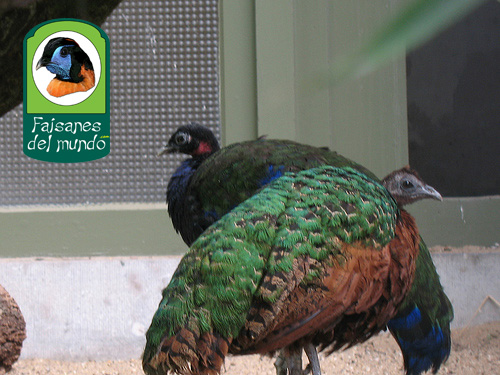 Pavo del Congo (Afropavo congensis)