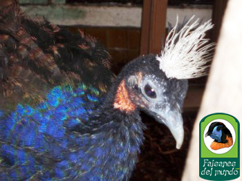 Pavo del Congo (Afropavo congensis)