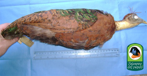 Pavo del Congo (Afropavo congensis)