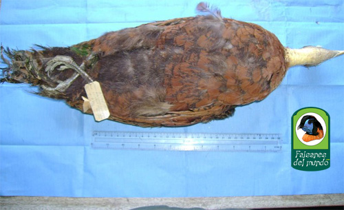 Pavo del Congo (Afropavo congensis)