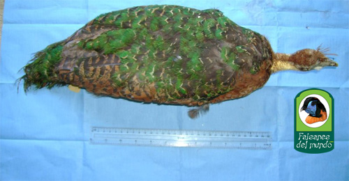 Pavo del Congo (Afropavo congensis)