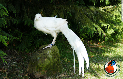 Faisán Lady albino (Chrysolophus amherstiae)