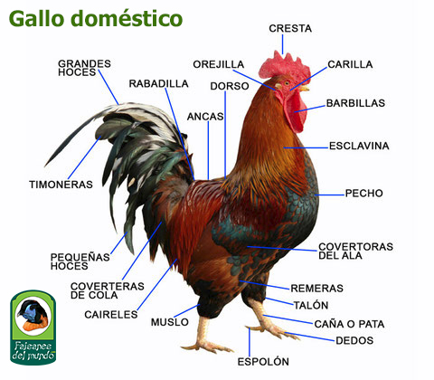 Nomenclatura de las plumas y partes principales de un gallo.