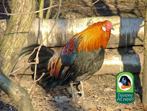 Gallo rojo (Gallus gallus)
