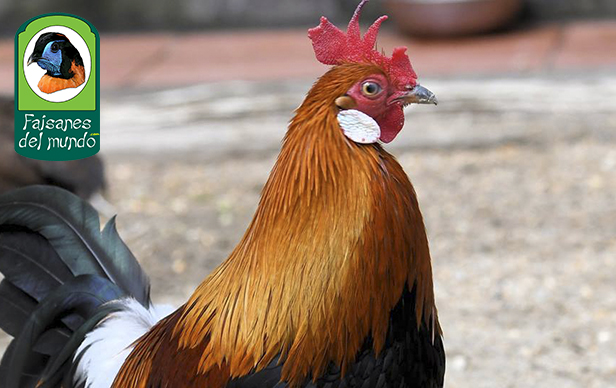 Gallo Rojo (Gallus gallus gallus)
