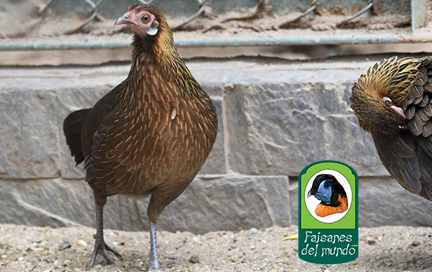 Gallo Rojo (Gallus gallus gallus)