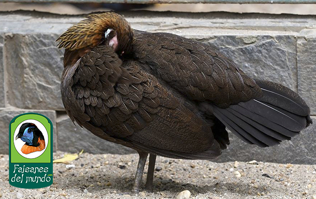 Gallo Rojo (Gallus gallus gallus)