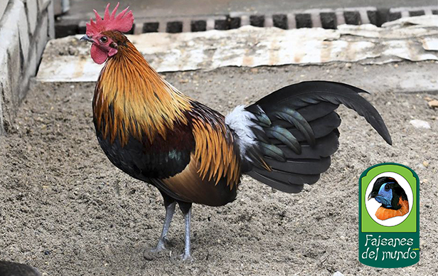 Gallo Rojo de Tonkin&nbsp;(Gallus gallus jabouillei)&nbsp;