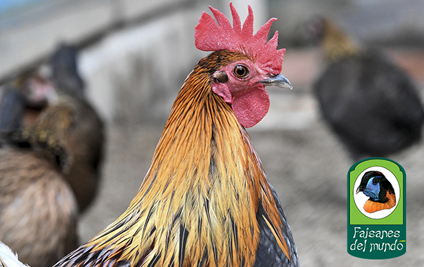 Gallo Rojo de Tonkin&nbsp;(Gallus gallus jabouillei)&nbsp;