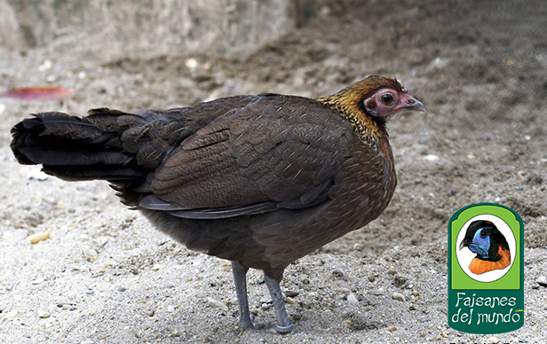 Gallo Rojo de Tonkin&nbsp;(Gallus gallus jabouillei)&nbsp;