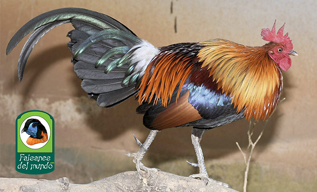Gallo rojo de Birmania (Gallus gallus spadiceus)