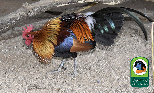 Gallo rojo de Birmania (Gallus gallus spadiceus)