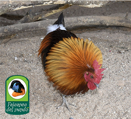 Gallo rojo de Birmania (Gallus gallus spadiceus)