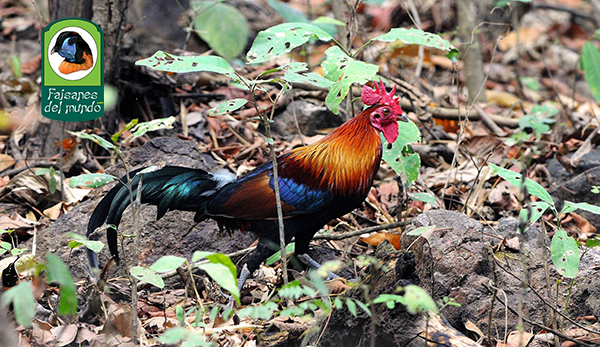 Gallo rojo de Birmania (Gallus gallus spadiceus)