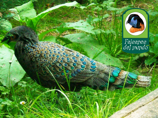  Faisán pavo malayo (Polyplectron malacense)