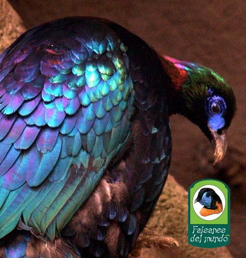 Monal Chino (Lophophorus ihuysii)