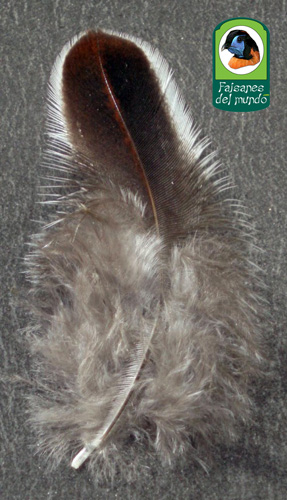 Fais&aacute;n Noble (Lophura ignita ignita)