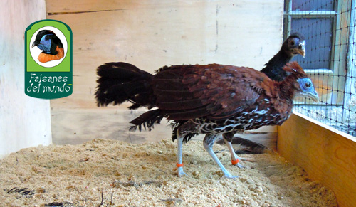 Pareja de 4 meses de Fais&aacute;n Noble (Lophura ignita ignita)