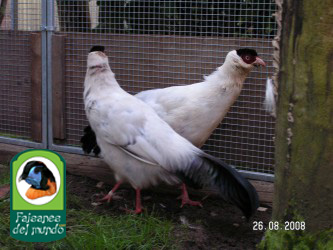 Crossoptilon crossoptilon drouynii