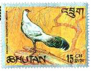 Faisán orejudo blanco