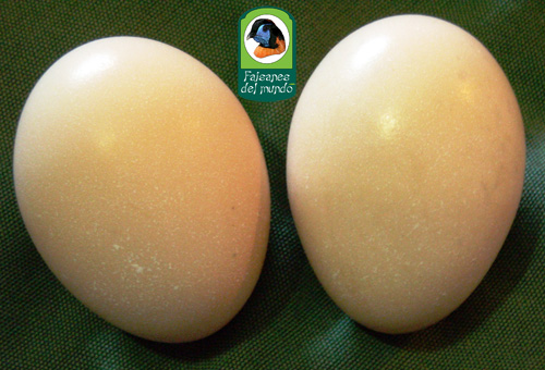 Huevo de Faisán plateado (Lophura nycthemera)