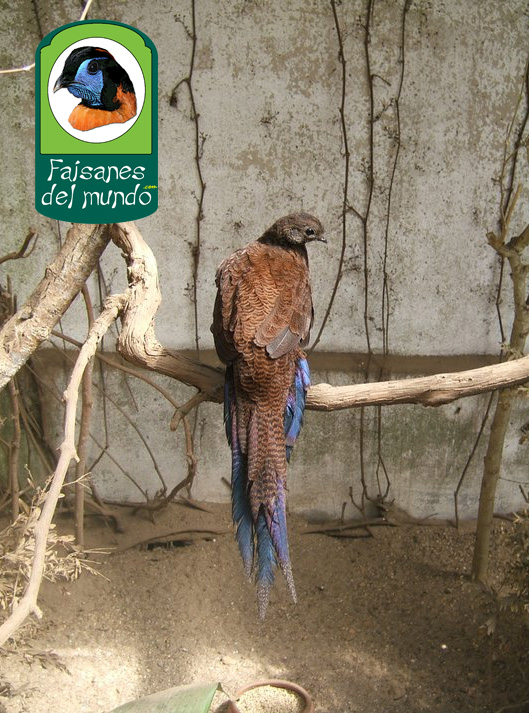 Faisán pavo de Sumatra (Polyplectron chalcurum)
