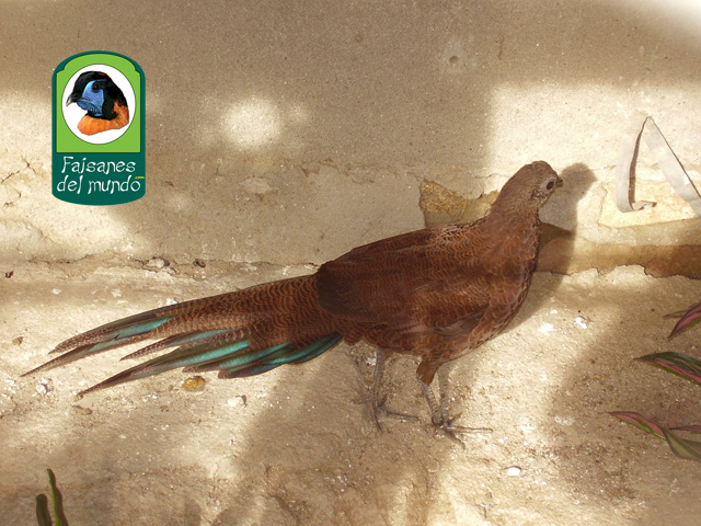 Faisán pavo de Sumatra (Polyplectron chalcurum)