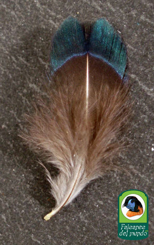 faisán verde (Phasianus versicolor)