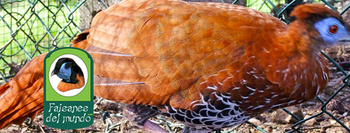 Lophura rufa - Faisán Viellot