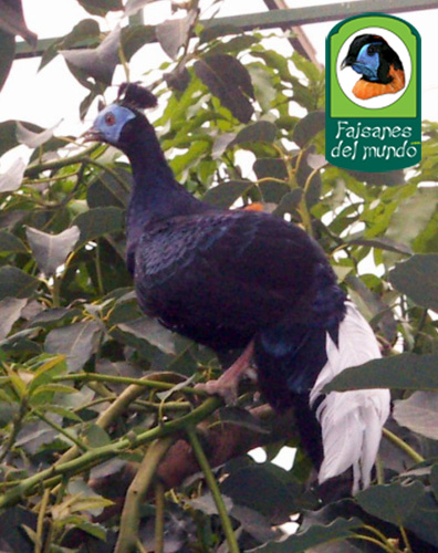 Lophura rufa - Faisán Viellot